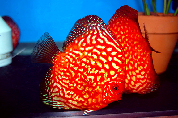 Red Spotted Discus