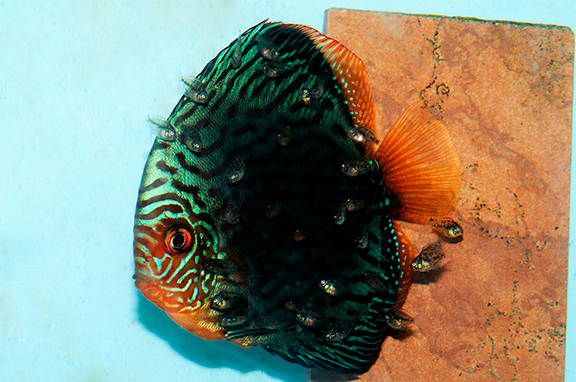 Green discus